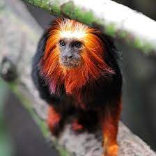 Golden Lion Tamarin Photo By Cwgk91 Golden Lion Tamarin Golden Lions Animals Beautiful