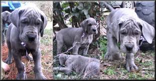 Great danes can live in an apartment with enough daily exercise but do best with a large yard. Night Magic Danes Dane Puppies Dog Breeder Great Dane Puppy