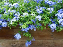 Image result for Plumbago ituriensis