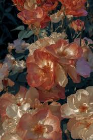 Ori Moon On Twitter Flower Aesthetic Flower Wallpaper Pastel Aesthetic