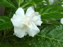 Check spelling or type a new query. Brighten Up Your Home Garden With These Gorgeous Monsoon Flowers Times Of India
