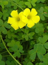 Site your oxalis where they will get full day sun. A Seasonal Pest Ongardening Com