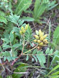 Image result for Astragalus