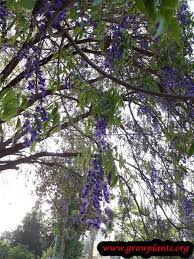 Image result for Bolusanthus