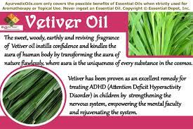 Essential oil of vetiver takes care of the nerves and maintains their good health. Health Benefits Of Vetiver Essential Oil Essential Oil