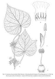 Image result for Lepistemon