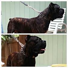 We work with the puppies cane corso in the born until the 4 months. Cane Corso Puppies For Sale In Tampa Florida Classified Americanlisted Com