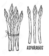Hand Drawn Vector Illustrations Asparagus Collection Design Royalty Free Cliparts Vectors And Stock Illustration Image 80532724 Over 3,666 asparagus pictures to choose from, with no signup needed. hand drawn vector illustrations asparagus collection design
