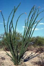 Ocotillo Landscaping Plants Plants Cactus Plants