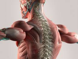 Although no one knows where the number originates. Dynamic Human Model Medical Science Health Education