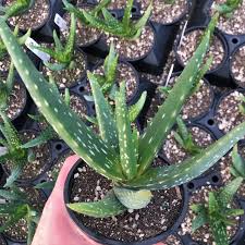 Image result for Aloe cameronii × christianii