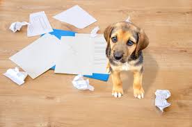 Feeding your puppy at the same times each day will make it more likely that they'll eliminate at. How To Discipline A Puppy With Love And Care Canine Hq
