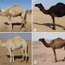 This alzheimer's society film looks at what happens to a brain with alzheimer's disease, including the development of amyloid plaques and tau tangles. Pdf Variability Of Some Milk Associated Genes And Proteins In Several Breeds Of Saudi Arabian Camels