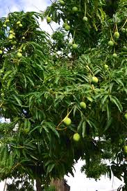 Image result for Mangifera