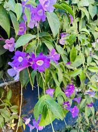 Image result for Bignonia callistegioides