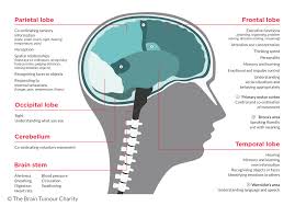 Infants and children create new cells to complete their development in addition to those needed for repair. Symptoms Based On Brain Tumour Location The Brain Tumour Charity
