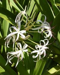 Image result for Crinum asiaticum