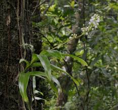 Image result for Polystachya cultriformis