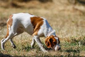 If you know a famous dog that is not on the list, please contact me so i can add it to the history says that king connacht of ireland paid 6,000 cows for the dog in the 1100s. 225 Best Hunting Dog Names Perfect For Your Tough Pup