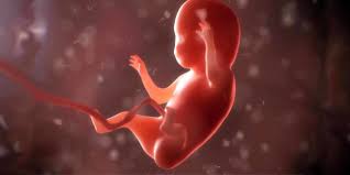 Ssw hat sich der embryo zum fötus entwickelt. 10 Ssw 10 Schwangerschaftswoche Der Erste Grosse Baby Check Papa De