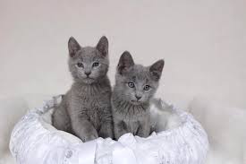 Maine coon kittens, ragdoll kittens, russian blue kittens. Russian Cat Council Of Australia Inc Home Facebook