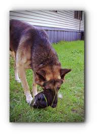 First recognized by the akc in 1908, it ranks 2nd on the list of most registered breeds in the united states of america. Red Sable German Shepherd Puppies For Sale Near Me The Y Guide