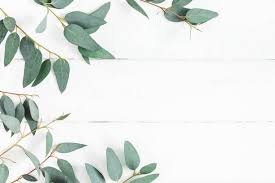 Eucalyptus Leaves On White Background Frame Made Of Eucalyptus Leaf Background White Background Photo Flat Background