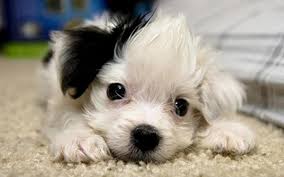 Here are some tidbits about cats and kittens to make them more lovable in your eyes! Puppies And Kittens Wallpapers Wallpaper Cave