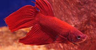 Betta Fish At Aquariumfish Net Where You Can Shop Online For Betta Fish Pet Fish Siamese Fighting Fish Betta