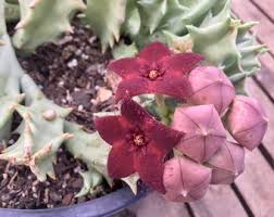 Image result for Orbea melanantha