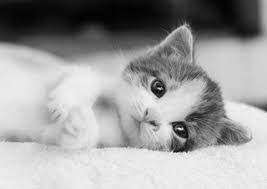 How to make a picture black and white in photoshop. Making Black And White Images On Photoshop 7 Steps Instructables