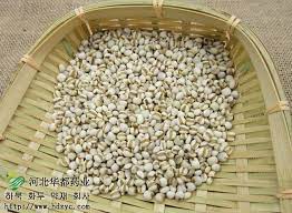 coix seed 薏苡仁 seeds drying herbs herbalism