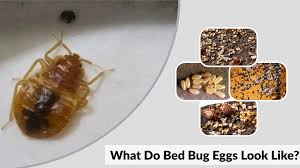 Image result for bed bugs eggs