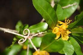 Image result for Hugonia elliptica