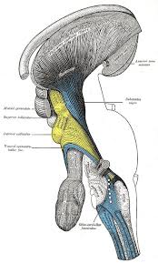 Brainstem nuclei are thus responsible for many of. Figure The Hind Brain Or Rhombencephalon Deep Statpearls Ncbi Bookshelf