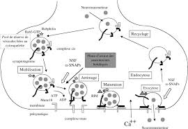 Jul 23, 2020 · infantile, conseguente alla temporanea colonizzazione dell'intestino dei lattanti sotto l'anno di vita da colonizzazione intestinale dell'adulto, si verifica con le stesse modalità del botulismo infantile e colpisce la popolazione di età superiore a un anno che presenta una grave forma di dismicrobismo intestinale Le Botulisme Agent Mode D Action Des Neurotoxines Botuliques Formes D Acquisition Traitement Et Prevention Sciencedirect