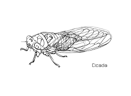 Kids are not exactly the same on the outside, but on the inside kids are a lot alike. Drawing Of Cicada Drawings Cicada Cicada Tattoo