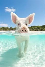 Big Day Of Rain Ahead And It S The Year Of The Pig How Ironic Cheryl Deckert Broker Associate Deckert Depaola Team Dre 00780642 Kelle Pig Hog Heaven Hog