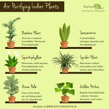 A Bit On Air Purifying Indoor Plants Visit Us Nurturinggreen In Indoor Air Purifying Plants Plants Best Indoor Plants