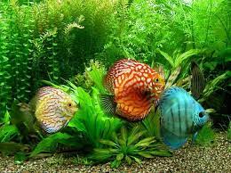 Peluang Bisnis Ikan Hias Dan Analisa Bisnisnya