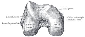 The lateral collateral ligament, also referred to as the fibular collateral ligament, originates from the lateral femoral epicondyle and inserts at the head of the fibula. Lateral Epicondyle Of The Femur Wikipedia