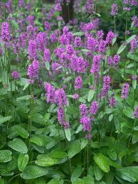 Image result for Stachys