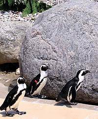 Toronto zoo penguins regular 1. Toronto Zoo Toronto Zoo Endangered African Penguins New For 2011