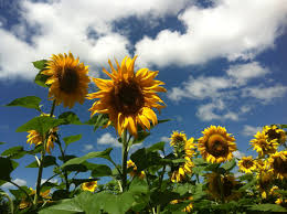 Girasoles En Pleno Verano La Capilla De Los Remedios Chihuahua Mexico Plants Frame