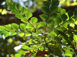 Image result for Phyllocladus