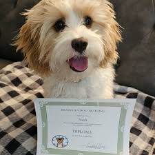 THE BEST 10 PET TRAINING near ZION, IL 60099