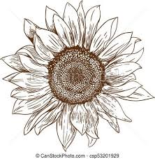 Risultati Immagini Per Girasole Disegno Disegno Fiori Girasoli Fiori Disegnati A Matita
