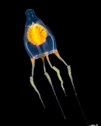 Image result for Luzula abyssinica