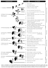 Grapevine Phenology Revisited Wines Vines Analytics