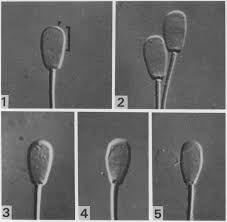 Image result for Spermacoce huillensis